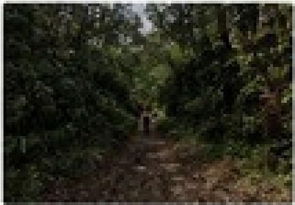Parque Natural Municipal recebe ação de preservação ambiental